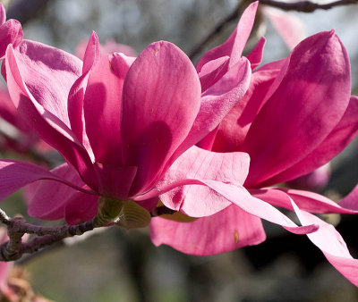 PINK magnolia