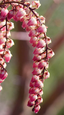 Pieris flower