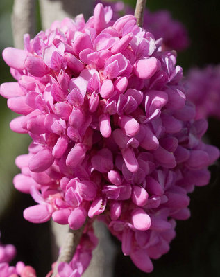 Masses of redbud