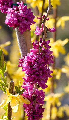 Redbud & forsythia