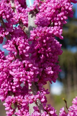 Masses of redbud 2