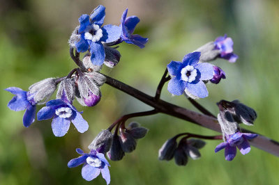 Mystery blue flowers