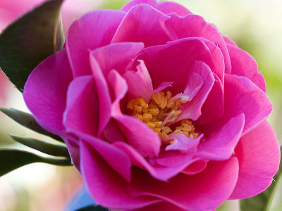 Pink Camellia