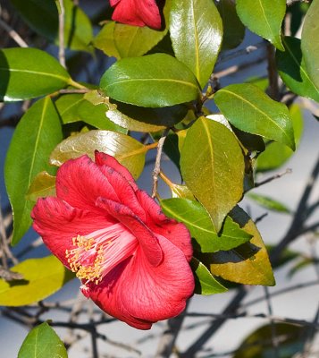 Red camellia