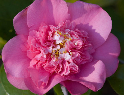 Pink double camellia