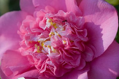 Double pink camellia