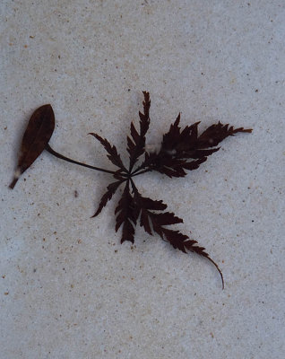 Leaf in pool