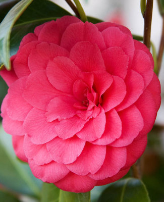 Lily's camellia