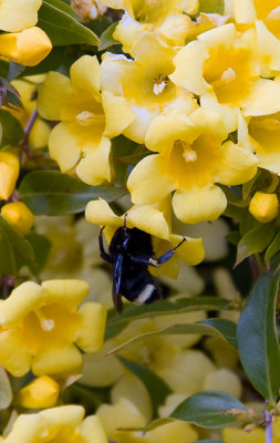 Bee on yellow flower