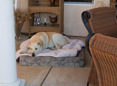 Sandy resting