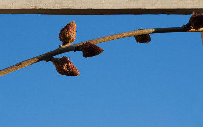 Wisteria buds