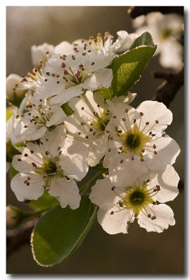 Backlit blossom