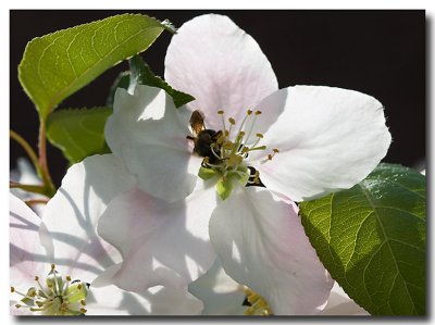 Bee on backlit blossom
