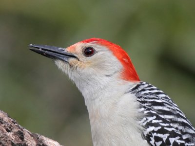 IMG_0376_1.JPG