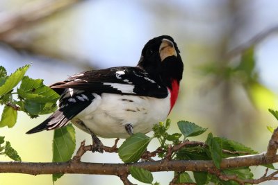 IMG_1344_1.JPG