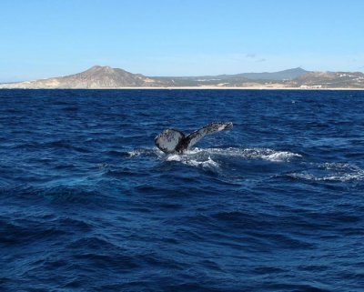 Whale Watching Tour Highlights