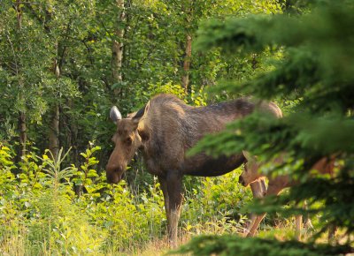 Alaska-51.jpg