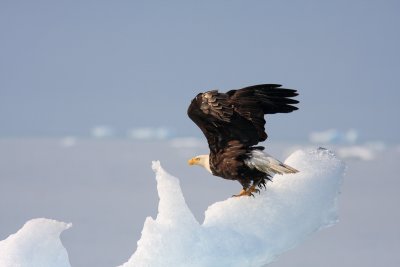 Alaska-60.jpg