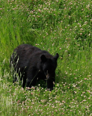 Alaska-83.jpg