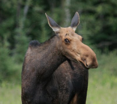 Alaska-86.jpg