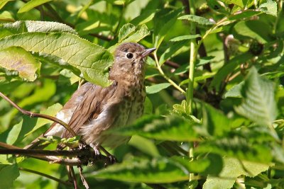 Thrush, Swainson's 7415