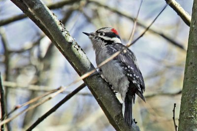 Woodpecker, Downy 8247