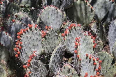 Cactus buds 1732