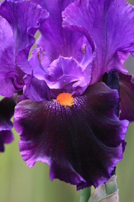 Purple Iris 5822