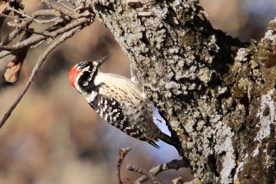 Woodpecker, Nuttalls 8901