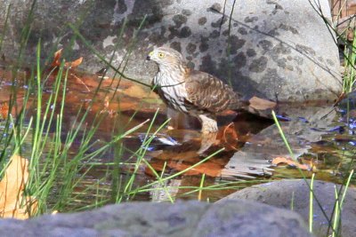 Sharp Shinned Hawk lunching on an Acorn Woodpecker