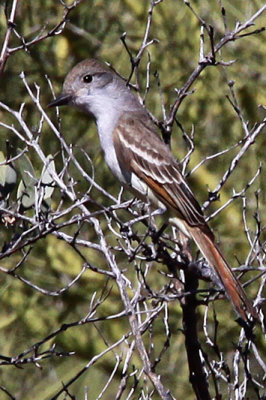 Flycatcher, Ash Throated 2081