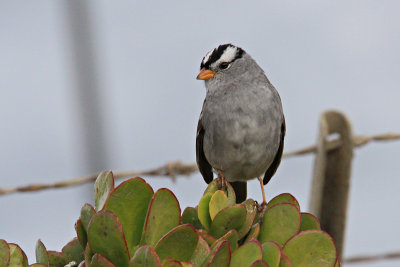 Sparrow, White Crowned 0299