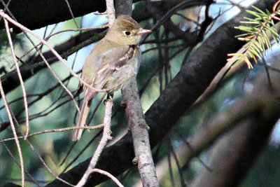 Flycatcher, Pacific Slope 0737