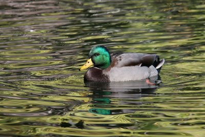 IMG_5218a800.jpg