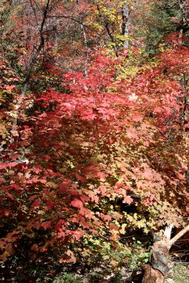 IMG_5673a800.jpg