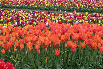 Oregon-Wooden Shoe Tulips