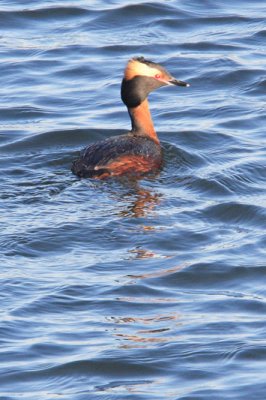 11 IMG_9498b Hooded Grebe 533tall.jpg