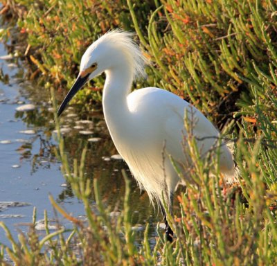 12 IMG_9577egret 533tall.jpg