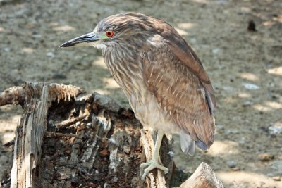 8542 young Black-Crowned Night Heron