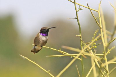 0187 Black-Chinned Hummingbird