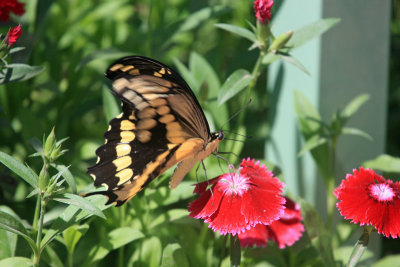 0543 Butterfly