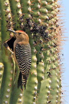 0811 Gila Woodpecker
