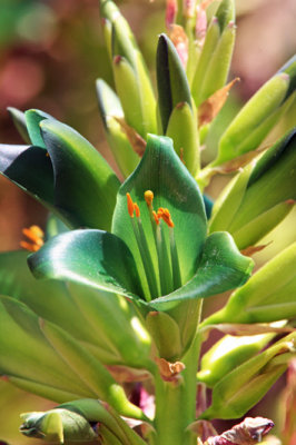 0928 green-flowered Puya Berteroniana