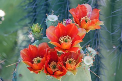 1328 orange cactus