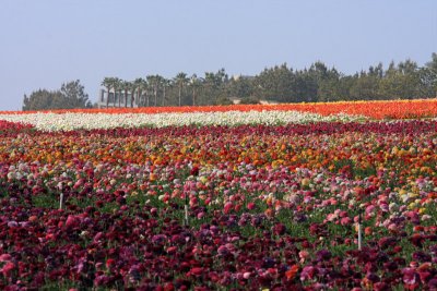 9934 Flower Fields