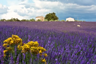 lavender with yellow flowers