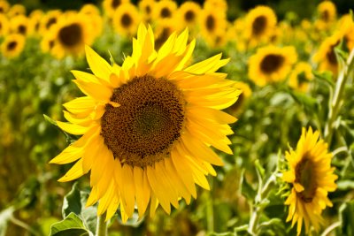 finally - a sunflower field in bloom