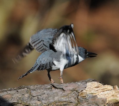 Kingfisher Sequence