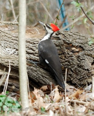 Woodpecker, Piliated DSCN_110373.JPG