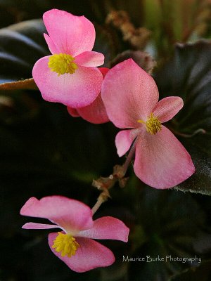 Pink Begonia 2